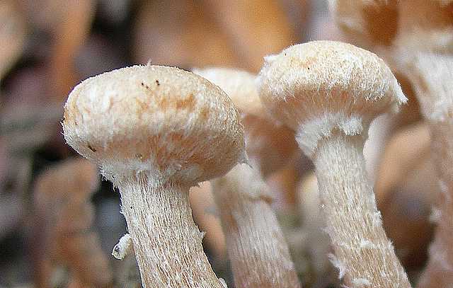 Tubaria conspersa    (Pers.)    Fayod